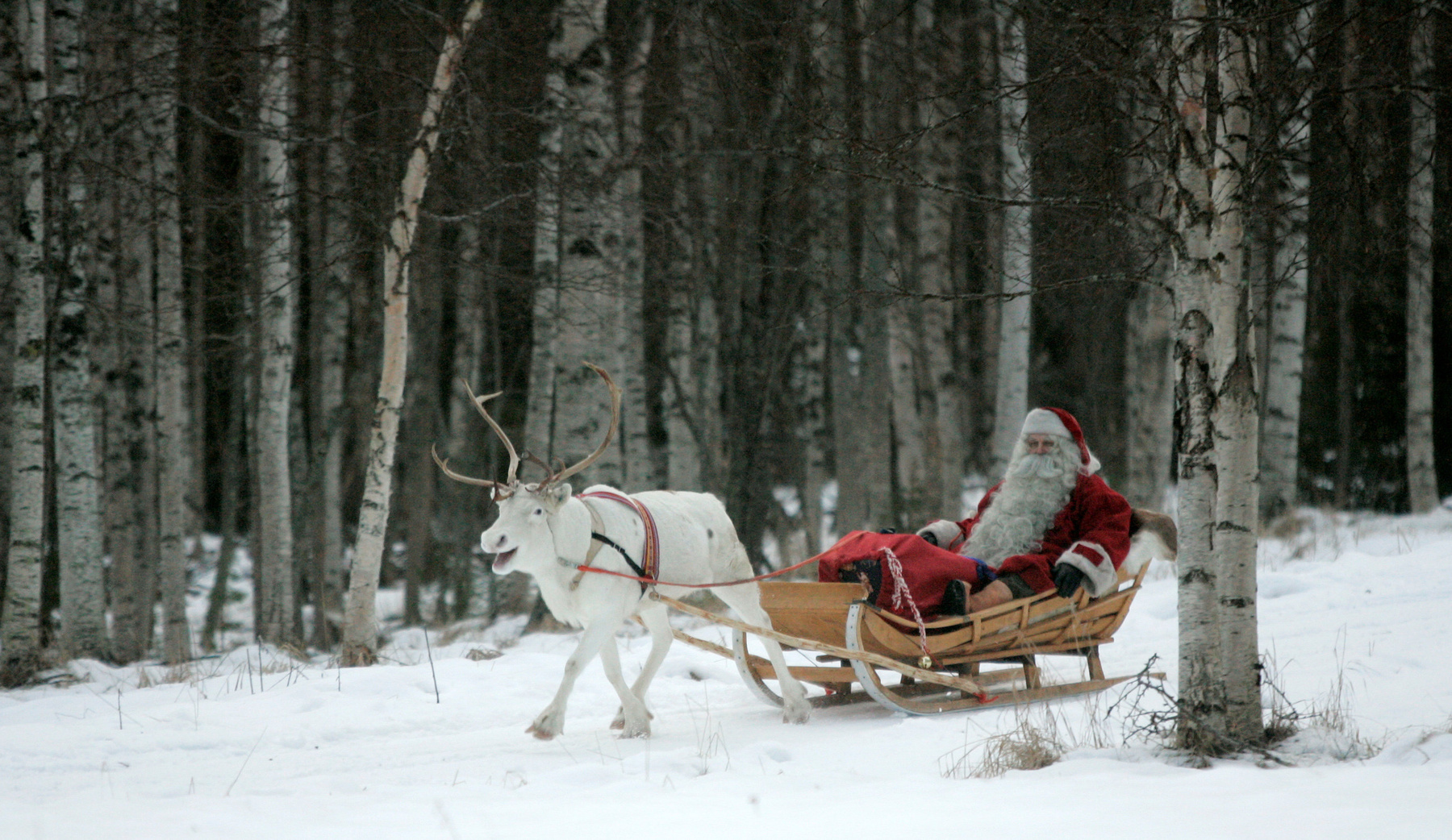 Kezdődhet a készülődés. Frissen vágott karácsonyfát visz haza egy családapa Bajorországban.