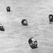 1966. július 16.: Mao Ce-tung testőrei kíséretében úszik a Jangce folyóban. Nem sokkal később indította meg a kulturális forradalmat politikai ellenfelei ellen.