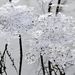 Jeges ágak Szolnokon. A hideg időben vékony jégréteg keletkezett a megáradt Tiszán és Zagyván, a gyors apadás következtében a jégdarabok fentmaradtak a növényzeten miközben a folyók vízszintje csökkent és ezáltal különleges alakzatok keletkeztek.