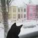 Washington - Koko, a macska a meleg lakásból szemléli a hóhelyzetet
