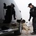 Egy rendőrnő bombakereső kutyával autókat ellenőriz.