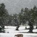 Egy birka sétál a hóban, Mallorcán ahol a hirtelen jött hóvihar miatt 11 utat kellett lezárni.