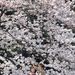 Április 3-án teljes pompájukban a tokiói cseresznyefák.