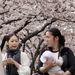 Április elsején már virágba borultak a cseresznyefák Tokió térségében.
