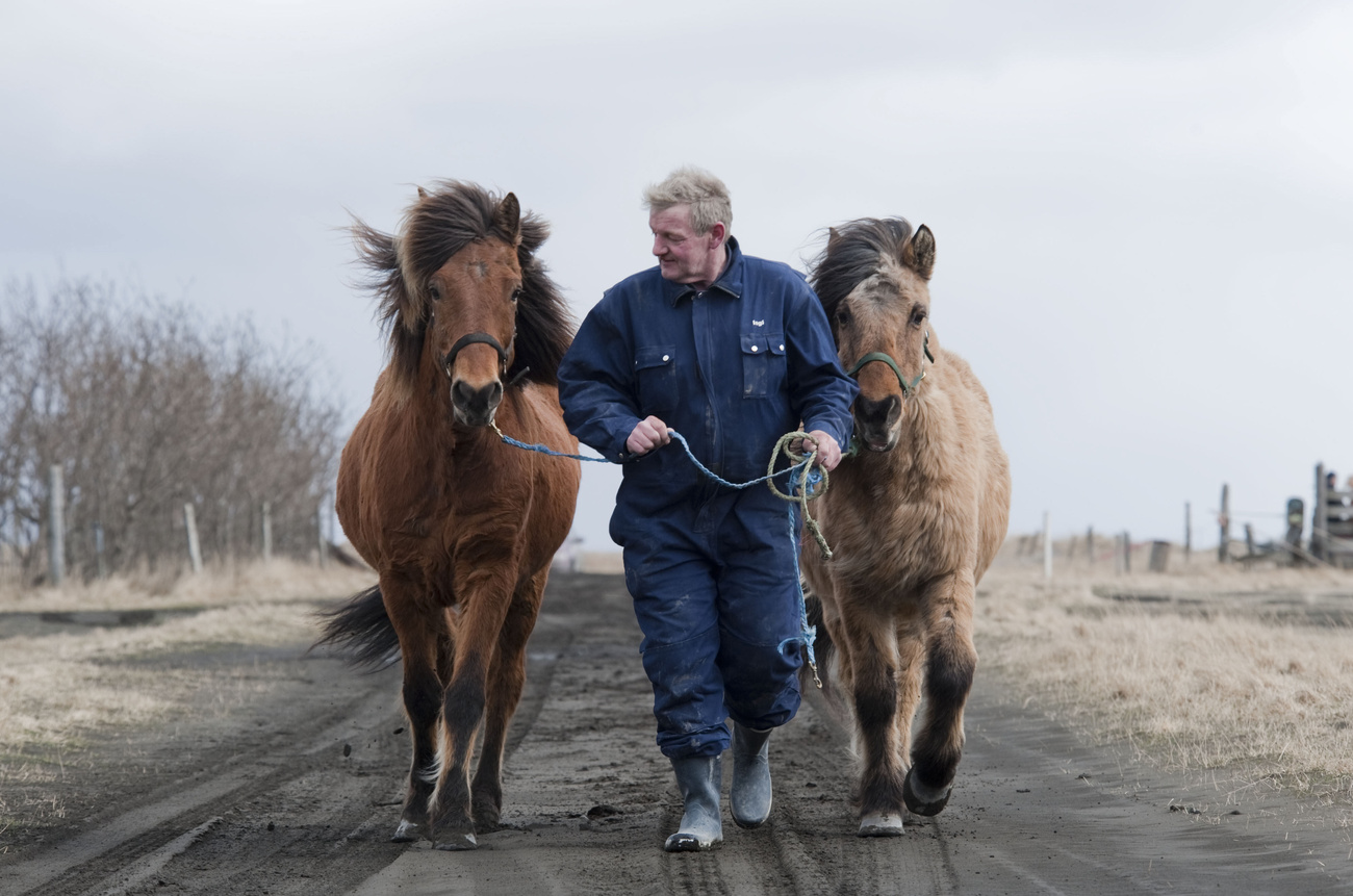 Egy izlandi gazda vezeti a lovait a vulkáni hamuval borított úton.