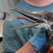 Szulát etetnek a Tri-State Bird Rescue & Research munkatársai Fort Jacksonban, különben a madár kiszáradna