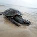 Elpusztult teknős Lousiana partjainál