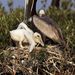 Barna pelikán és fiókája Barataria Bay-i fészkükben. Ezen a területen fészkel a pelikánokon kívül sok kócsag és kanalasgém is - néhányuk fészkelőhelyét már beszennyezte az olaj