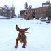 Kutya játszik a hóban a korán jött skóciai télben