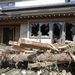 Minamisoma, Fukushima - egy ház betört ajtaja és ablakai