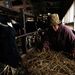 A fukusimai erőmű közelében élő farmer eteti állatait. Aggódnak, hogy szennyeződhetett-e a takarmány