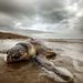 Elpusztult teknős a waveland tengerparton.