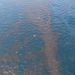 Április 22-i kép a víz színén megjelenő olajszennyeződésről.