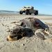 Halott teknős egy louisianai strandon.