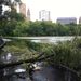 A hurrikán elvonulása után a Central Parkban