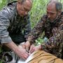 2010. november 23. Szibériai tigrisre nyomkövetőt helyez Putyin.