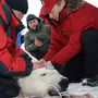 2010. április 29. Jegesmedvét vizsgál egy Északi-tengeri szigeten.