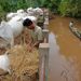 Kambodzsában 207-en, köztük 83 gyermek halt meg két hónap alatt, az árvíz 350 ezer hektár rizsföldet árasztott el, ez pedig 270 ezer családot érintett - mondta Keo Vi, az országos katasztrófavédelmi hatóság szóvivője.