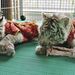 Ünneplőbe bújtatott bengáli tigriskölykök Csing-dao Sandong tartomány állatkertjében 