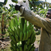 A világ banántermelésének 80%-át Latin-amerikai országok adják,  A kolumbiai Aracataca és a costa ricai Puerto Limon település szinte kizárólag gyümölcsexportból tartja fenn magát. 
