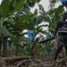 A banánnal teli kék zsákokat kötélpálya szállítja az ültetvényeken található feldolgozó üzembe
