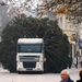 Kamionnal szállítják a mindenki karácsonyfáját a pécsi Széchenyi téren 2012. november 26-án. A harmincöt éves, tizenkét méter magas, két és fél tonna súlyú fenyőt a pécsi Kertvárosban vágták ki.