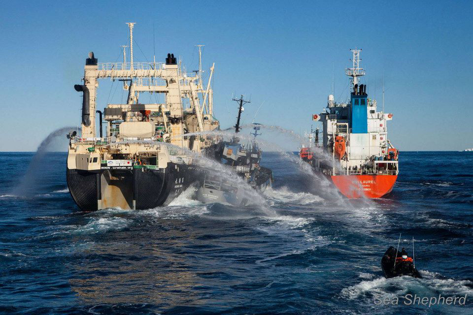 A közelmúltban ez volt a harmadik olyan akció, amikor a természetvédők sikerrel akadályozták meg a Nisshin Maru tankolását.Kapcsólódó cikkünket a linkre kattintva olvashatják.