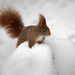 Hóban ücsörgő vörös mókus Wiesbadenben