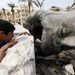 Bassár el-Aszad elnök ledöntött, bevert fejű szobrát vizsgálja egy raqqai kisfiú