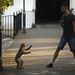 Gibraltári majom kéreget egy turistától
