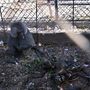 Egy elpusztult társa mellett üldögélő majom. Összesen nyolc majom esett áldozatul a rakétáknak.