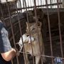 Az egyik megmaradt oroszlán etetése. Az állatkertben tavaly születtek kis oroszlánok, az egyiket egy rakétáról, a másikat pedig az izraeli hadsereg korábban vívott ütközetről nevezték el.