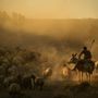 Juhokat terelő pásztor Törökország keleti vidékén