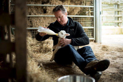 A képaláírás szerint David Cameron brit miniszterelnök itt egy elárvult kisbárányt etet cumisüvegből, de ha kitakarják az üveg száját, az egész pont úgy néz ki, mintha Cameron egy libát fojtogatna, miközben egy palack fehérjekivonatot önt az agyába.