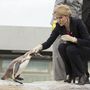 Ha pingvin lennék, nekem is az lenne minden vágyam, hogy Dánia gumikesztyűs miniszterelnök asszonya, Helle Thorning Schmidt vakargassa a fülemet, és tök természetesnek érezném az egészet, elvégre a természetes közegemben, a Déli-sarkon is rengeteg dán miniszterelnök asszony fordul meg.