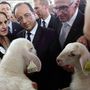 Francois Hollande francia elnök leplezetlen érdeklődéssel hallgatja a választási kampány közben megismert birkatenyésztőt.