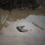 Állattetem fekszik a sárban az árvíz által elöntött tbiliszi állatkertben 