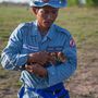 Bár Afrikában eddig rendkívül sikeres volt a patkányokat használó aknamentesítés - Mozambikban például 13 ezer aknát találtak patkányok - Kambodzsában az éghajlati különbségek miatt nem biztos, hogy ugyanolyan jól tudnak dolgozni a rágcsálók. A kambodzsai akció jelenleg 15 patkánnyal tesztüzemben van, és egy állat sajnos már meg is halt, vélhetően a megváltozott körülmények miatt.