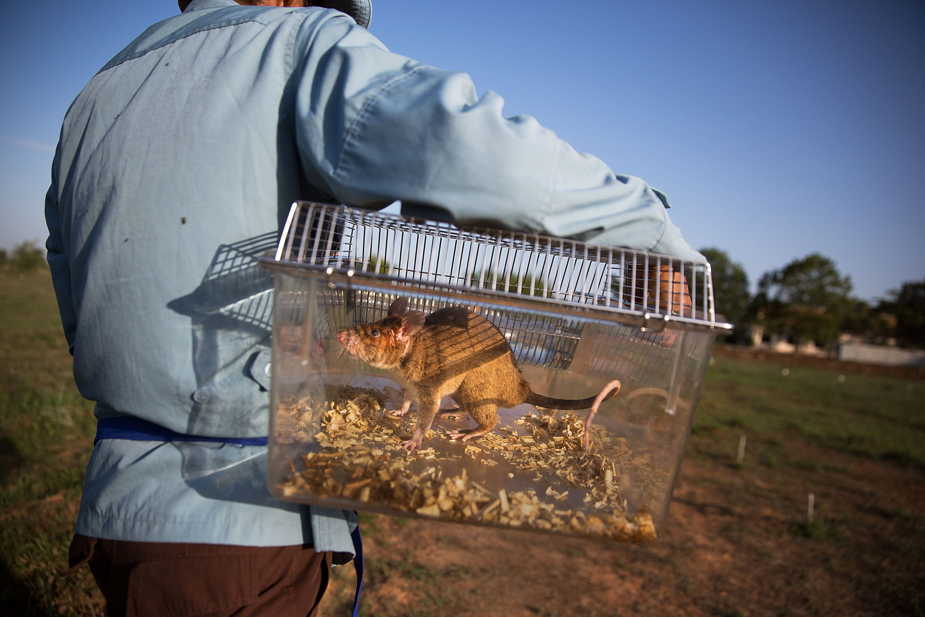 Az óriás erszényes patkányok nem csak az aknákat szagolják ki nagy hatékonysággal, hanem az emberi köpetből a tuberkolózist is. A patkányok annyira ügyesek, hogy a sokszor a kórházi teszteken negatívnak nyilvánított mintákban is helyesen észlelik a TBC-t, rengeteg ember életét mentve meg ezzel Afrikában. Az Apopo szerint a patkányaik eddig hétezer olyan betegnél fedezték fel a tbc-t, akiket a kórházi tesztek egészségesnek mutattak, és ezzel körülbelül 45 százalékkal növelték a tbc diagnosztizálás hatékonyságát.