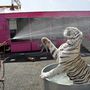 A Medrano cirkusz tigrisét hűtik a francia Limoges külvárosában