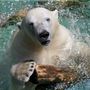 Anori, a Wupertali-i állatkert jegesmedvéje hűsöl medencéjében