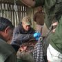Egy orvvadászok által megsebesített fekete orrszarvút műtenek.