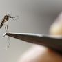 Az Aedes Aegypti  szúnyog egy Kolumbiai laborban