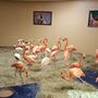 Tampában az állatkert flamingóit biztonságos helyre menekítették Irma elől