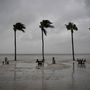 A pálmafák összekuszálódott levelekkel reagálnak a négyes erősségű viharra vasárnap a Fort Myers Beachen.