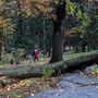 Kidőlt fák a cseh fővárosban Prágában a Stromovka park.