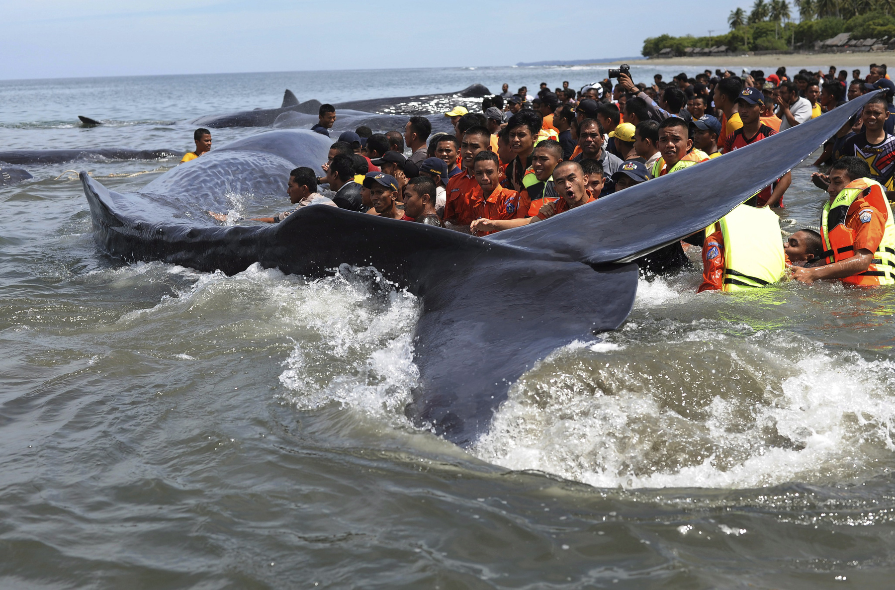 Partra vetődött óriás ámbráscetek (Physeter macrocephalus) tetemeit nézik helyibeliek a Szumátra indonéz sziget Banda Aceh városának tengerpartján 2017. november 14-én. Az előző napon kilenc ámbráscet rekedt a parton, ebből az állatvédők és helyi önkéntesek erőfeszítése ellenére négy végül elpusztult, a többi öt példányt sikerült visszajuttatni az óceánba.