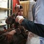 A 12 éves Ghaith a bombázások közben sebesült meg Jisreenben, ahonnan egy szomszédos falu kórházába szállították. 