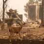 Redding környékén hatalmas terület vált a tűz martalékává
