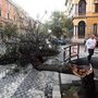 Kettétört fa Rómában